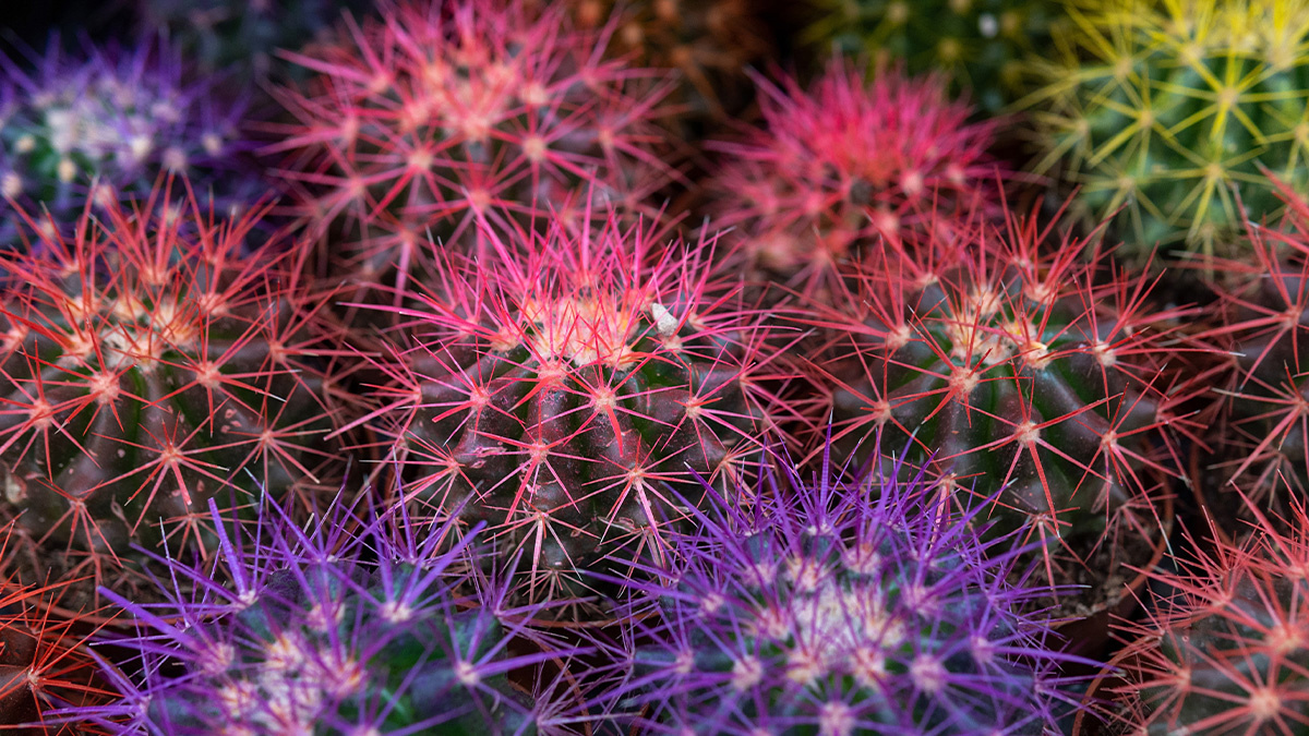 Critical IP spoofing bug patched in Cacti